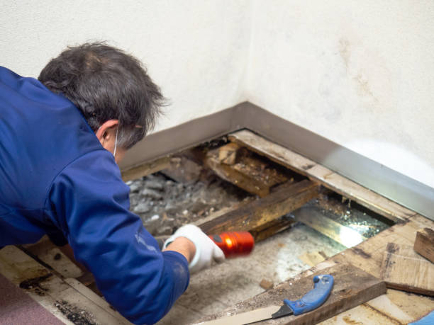 Office Mold Removal Services in Crownpoint, NM