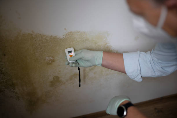 Best Professional Mold Removal  in Crownpoint, NM