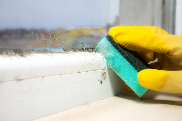 Best Residential Mold Removal  in Crownpoint, NM