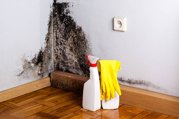 Best Black Mold Removal  in Crownpoint, NM