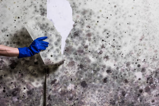 Best Mold Testing  in Crownpoint, NM